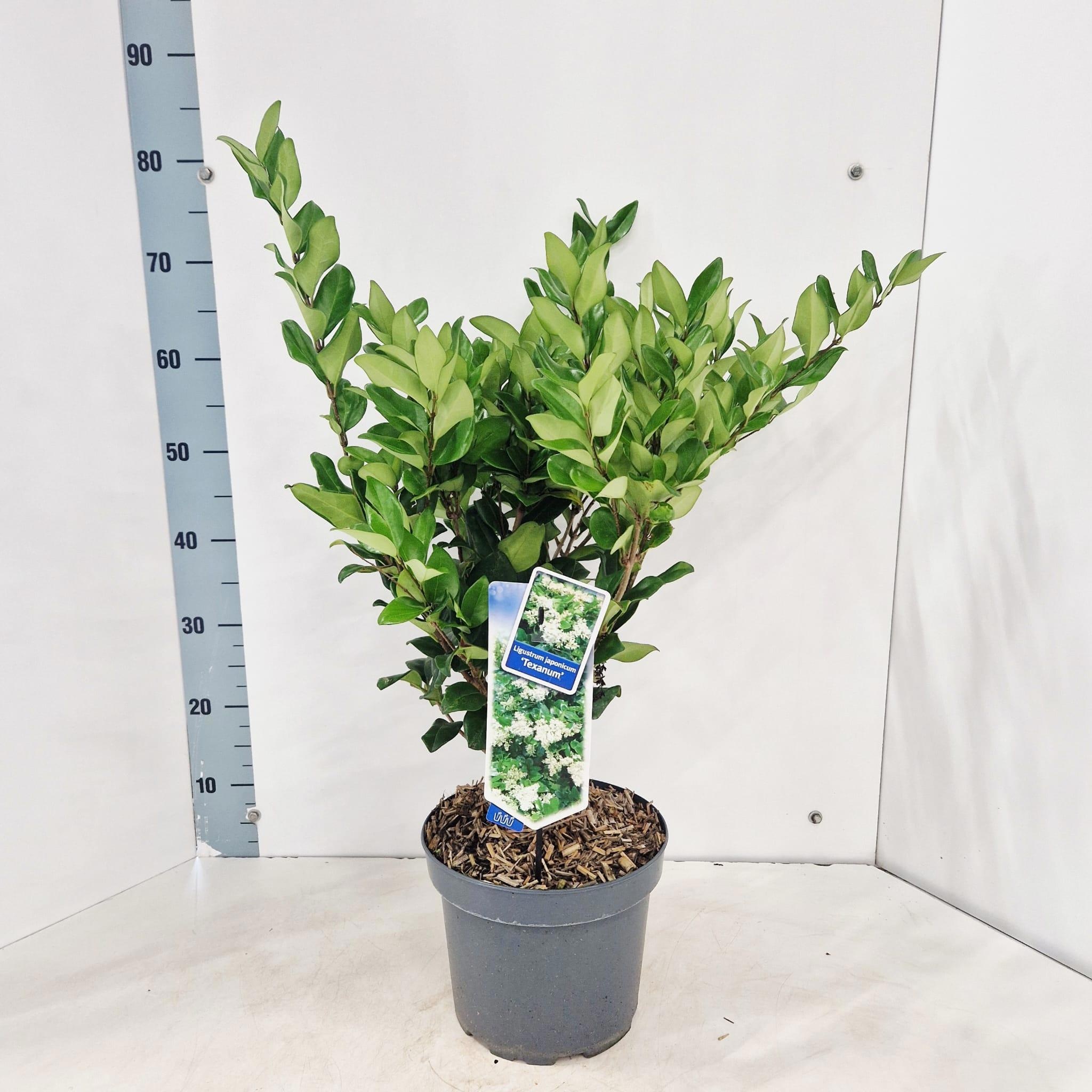 Ligustrum japonicum 'Texanum'
