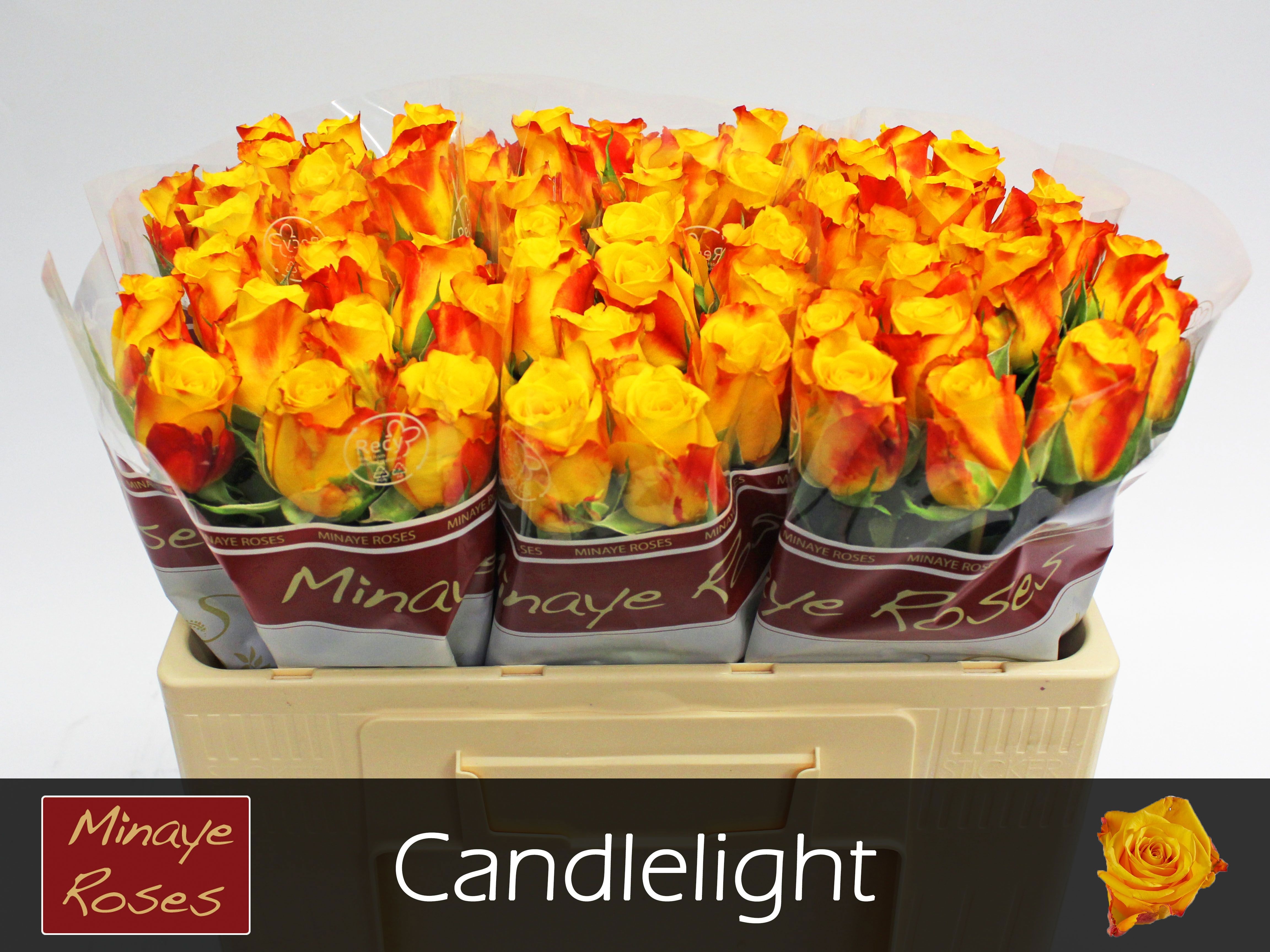 R Gr Candlelight