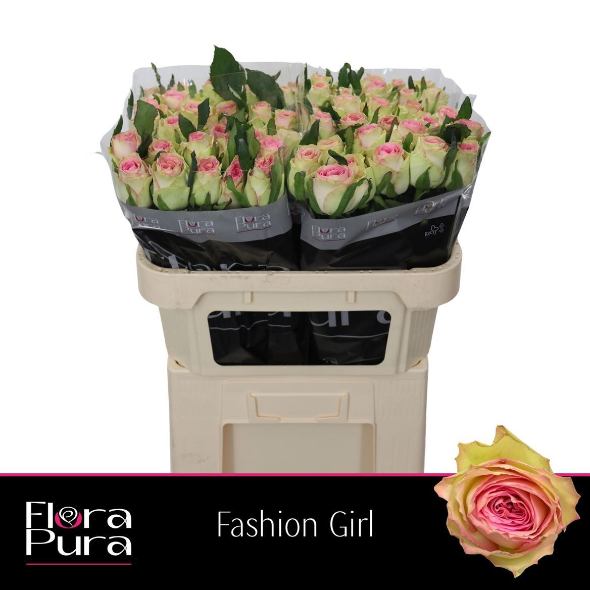 R Gr Fashion Girl