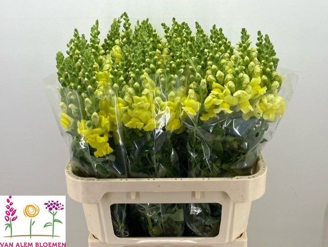 Antirrhinum Opus Ylw 70cm