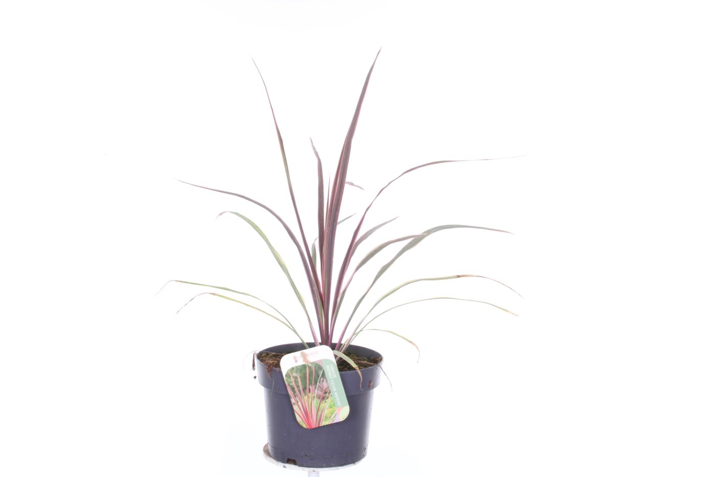 Picture of Cordyline australis Can Can