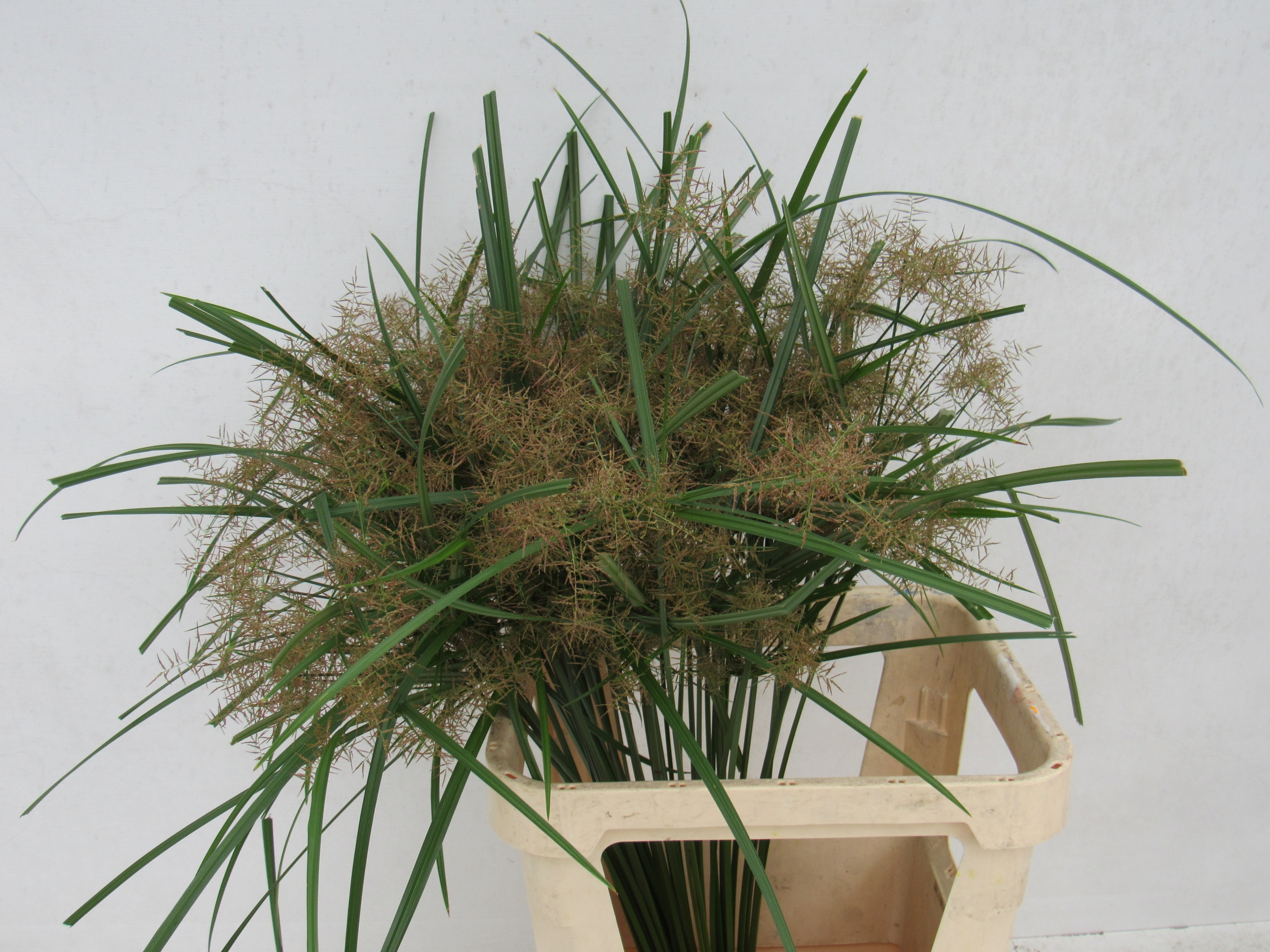 Siergras Pst 80cm