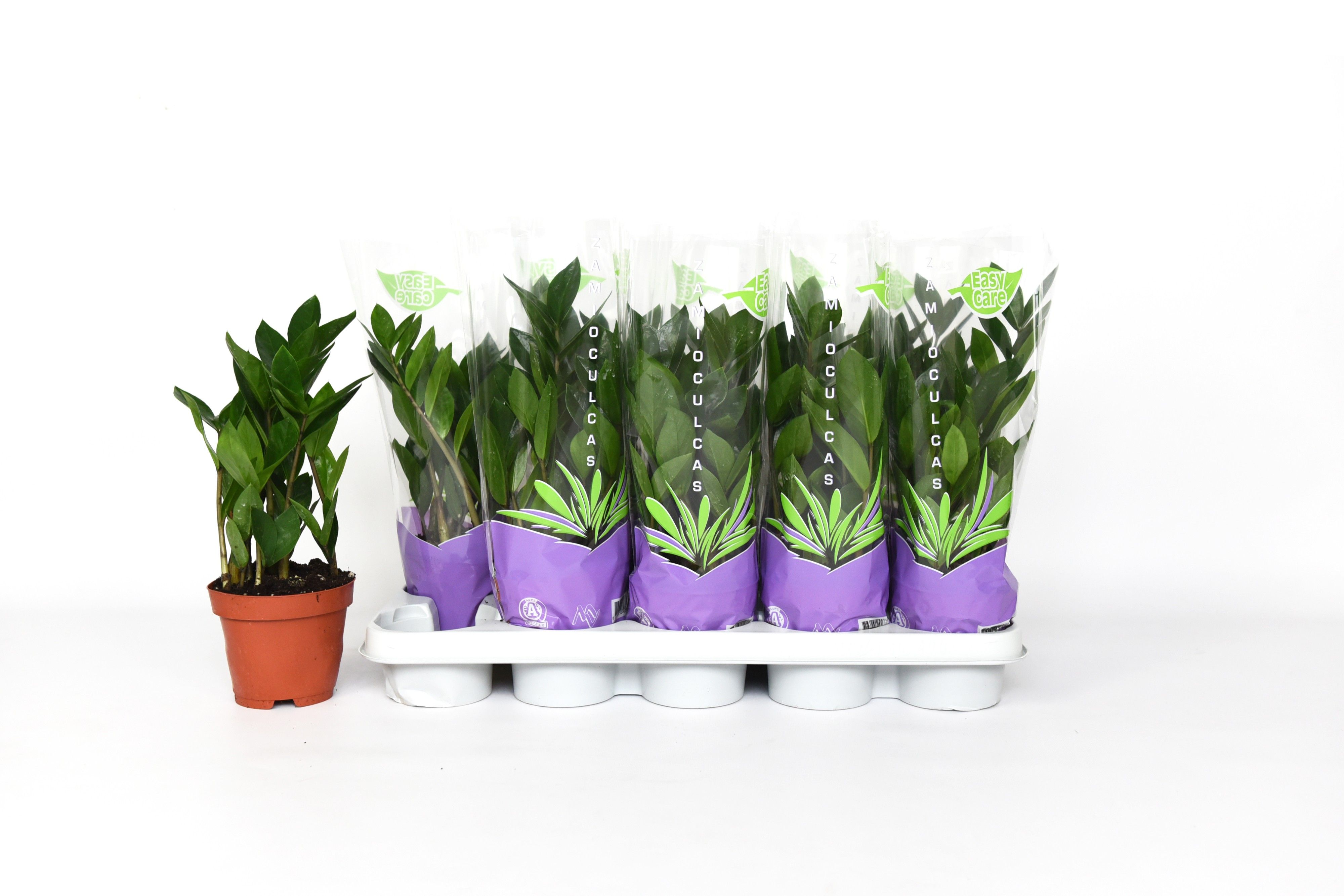 Zamio Zamiifolia 12P 35H 4TAK