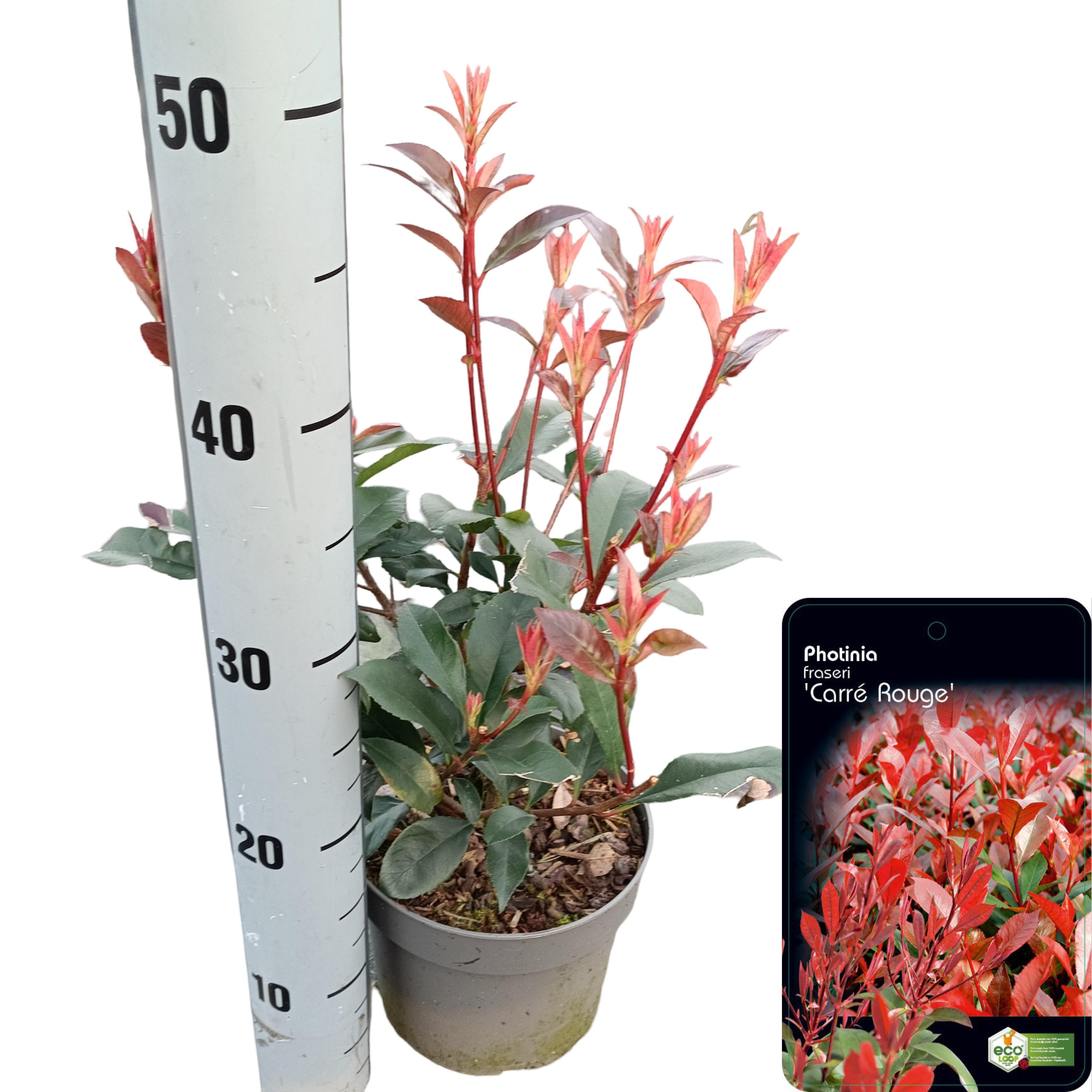 Picture of Photinia fraseri 'Carré Rouge' C2