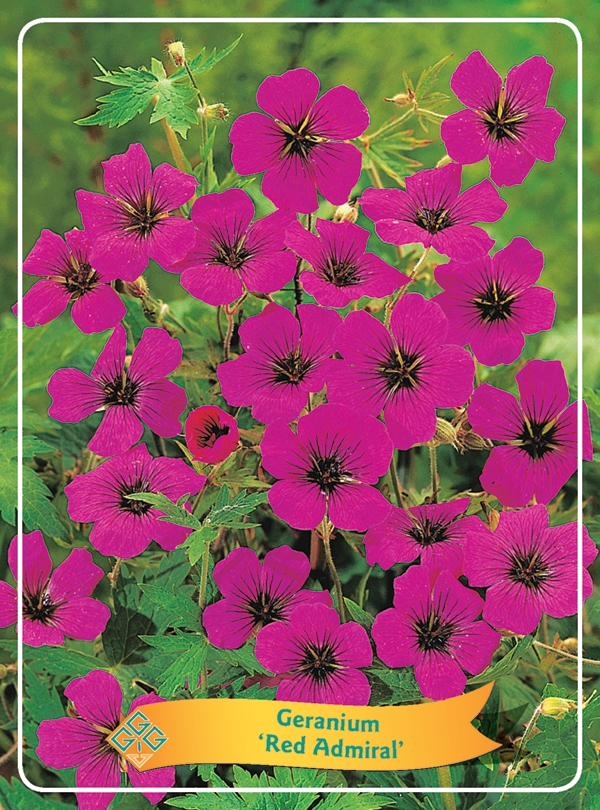 Picture of Geranium Mix 6x10 srt. per shelve P11