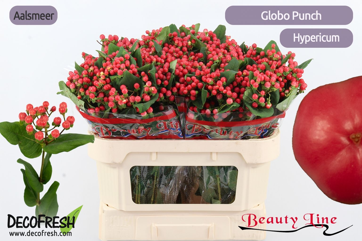 Hyp Globo Punch