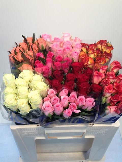 Rosa Mixed In Bucket 50cm