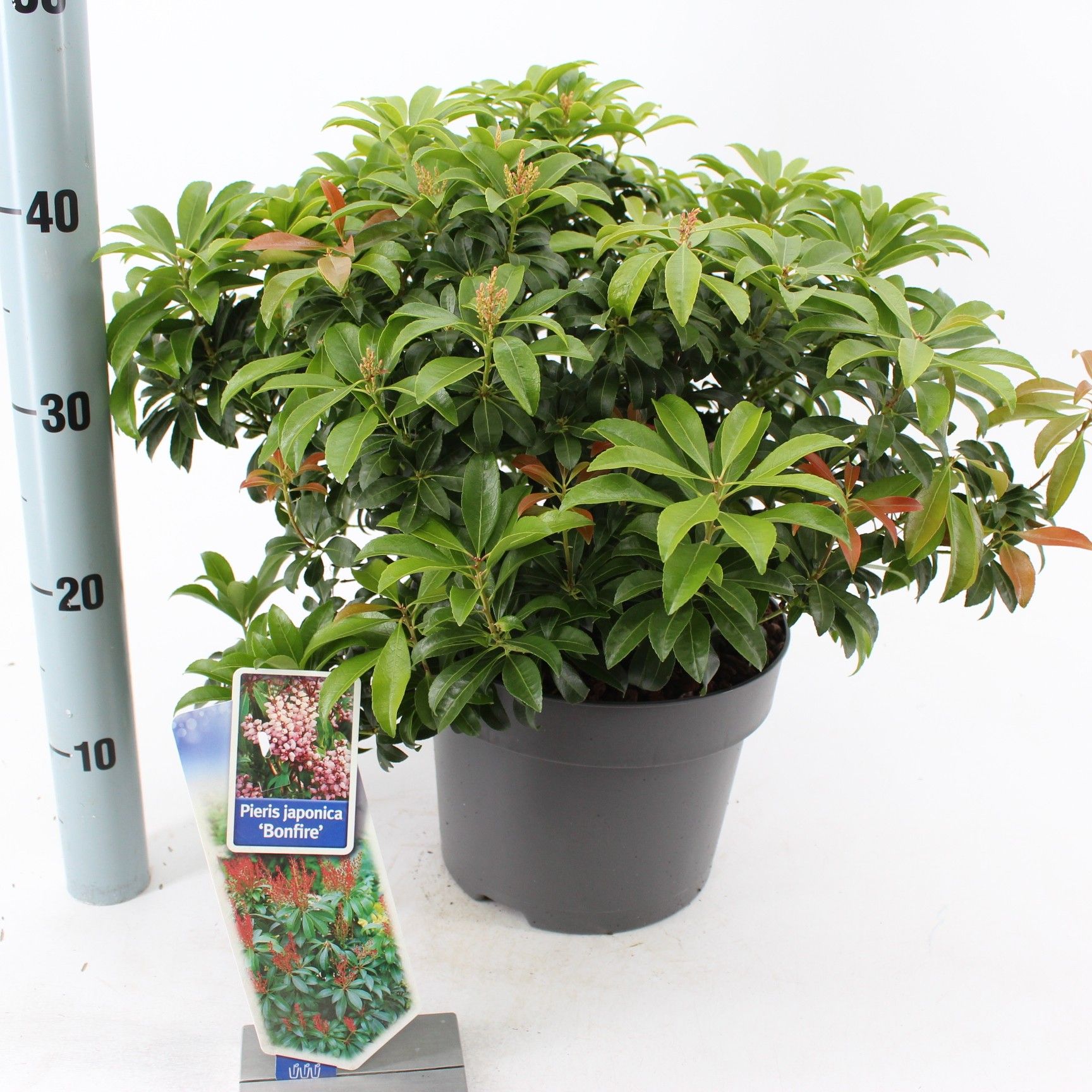 Picture of Pieris jap. 'Bonfire'