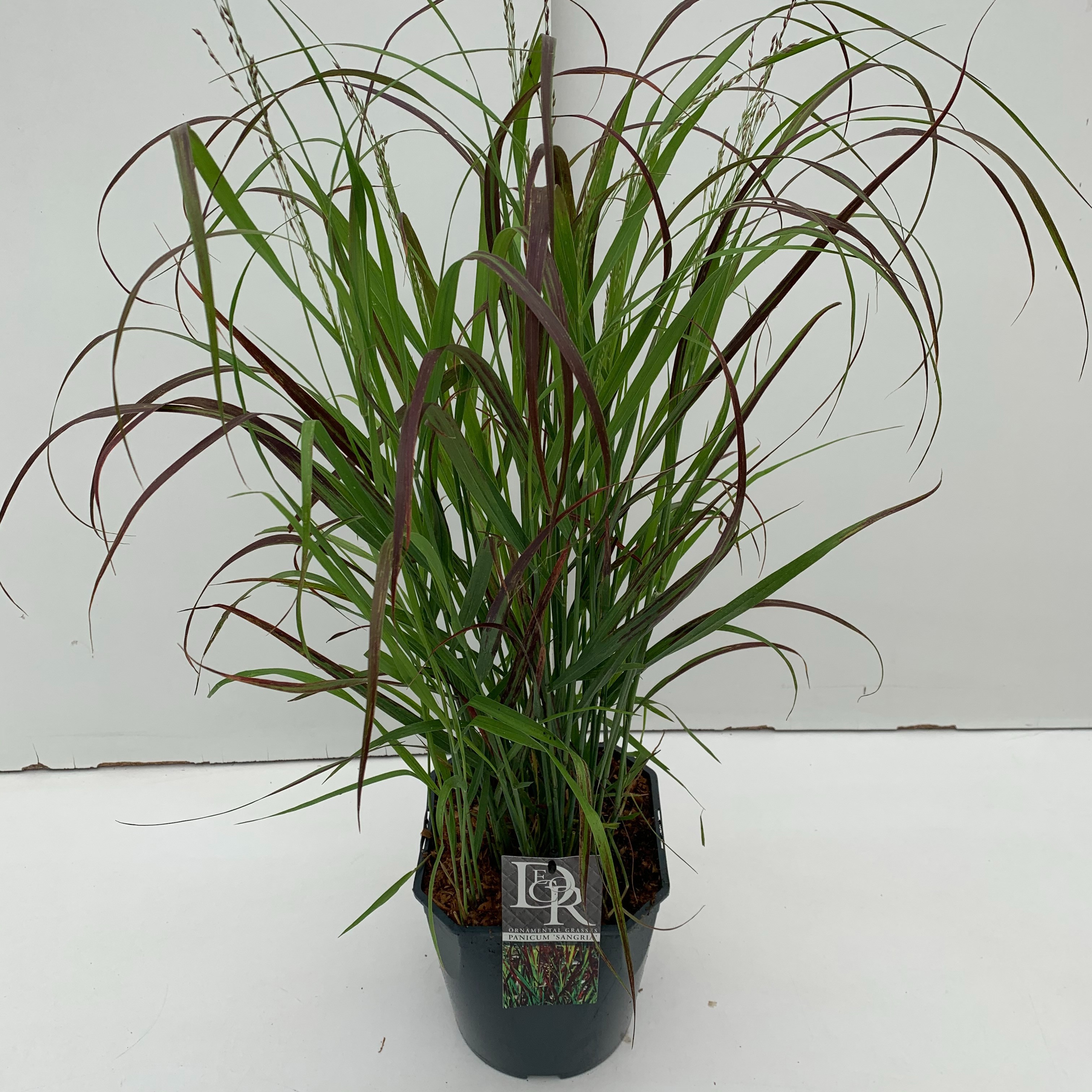 Panicum virgatum 'Sangria'