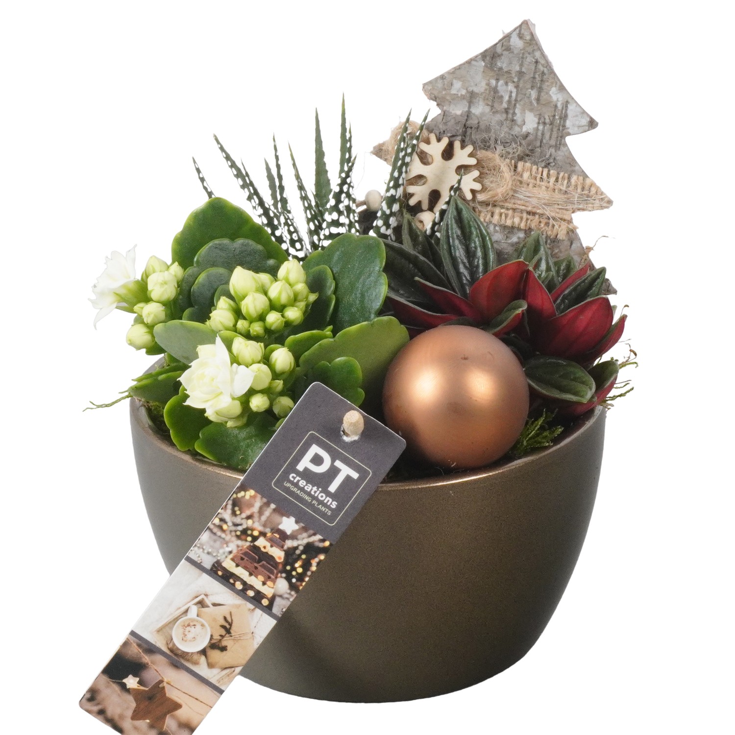 Picture of PTKB9352 Arrangement X-Mas in ceramic pot P13 16CM