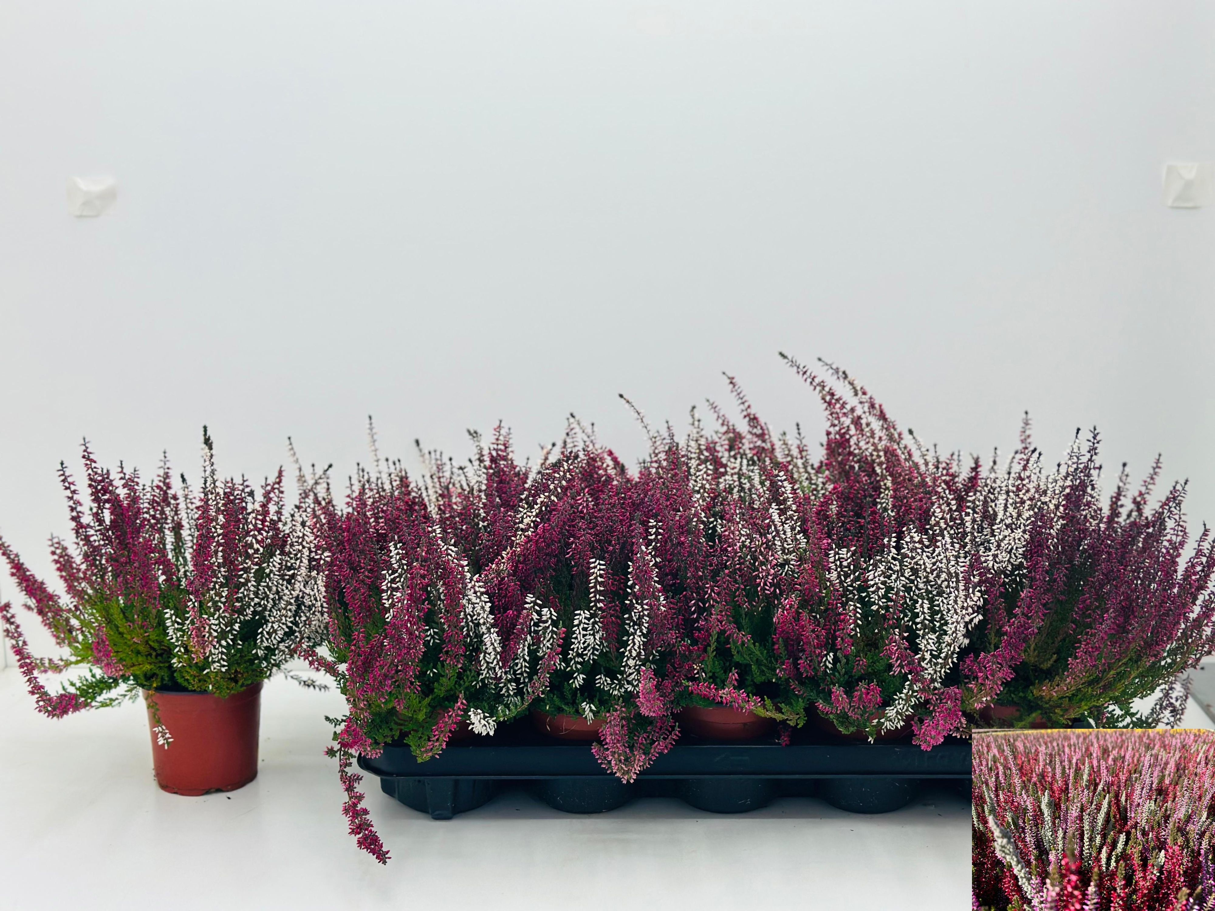 Calluna vulgaris Garden Girls Twin Girls - Struikhei
