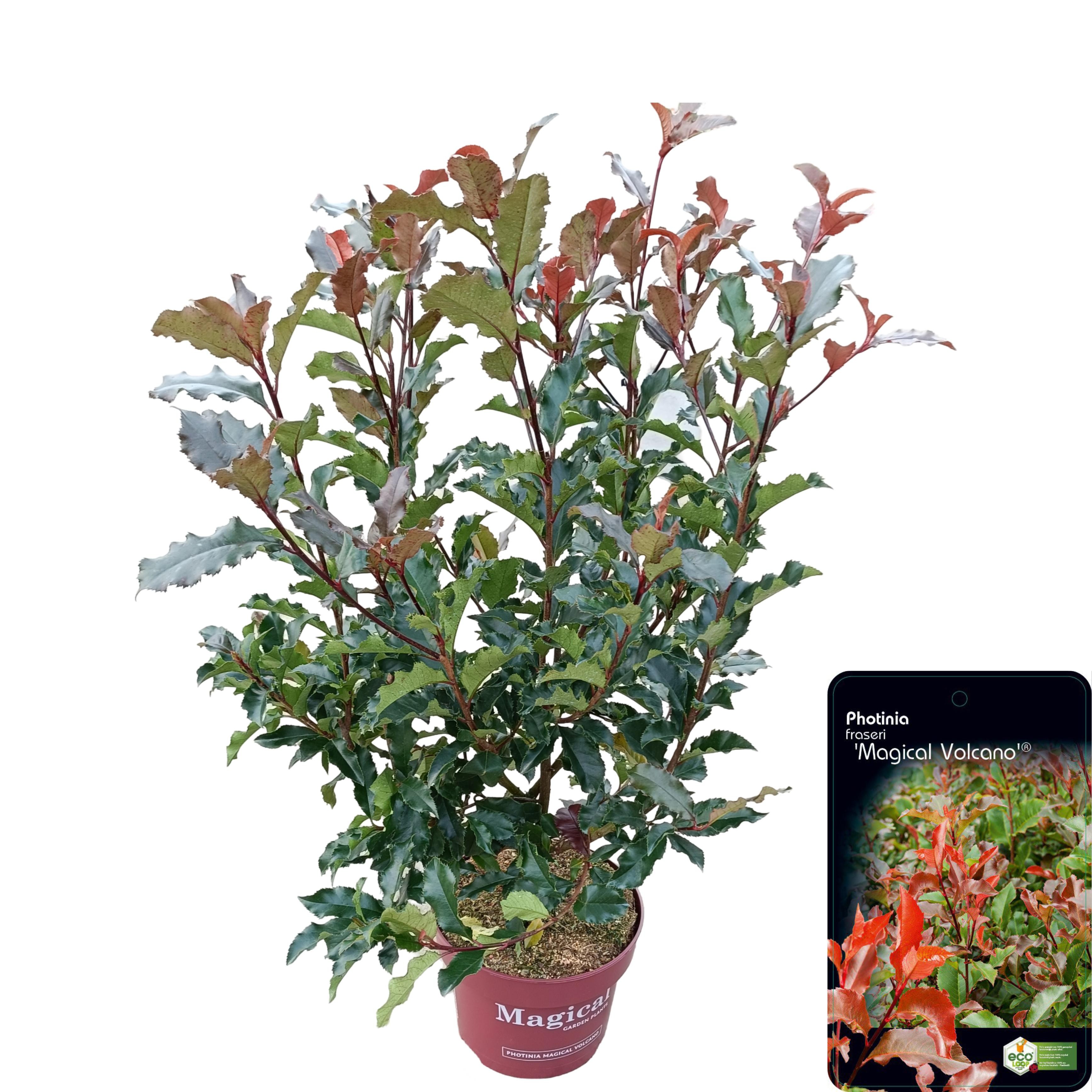 Picture of Photinia fraseri 'Magical Volcano'® C5