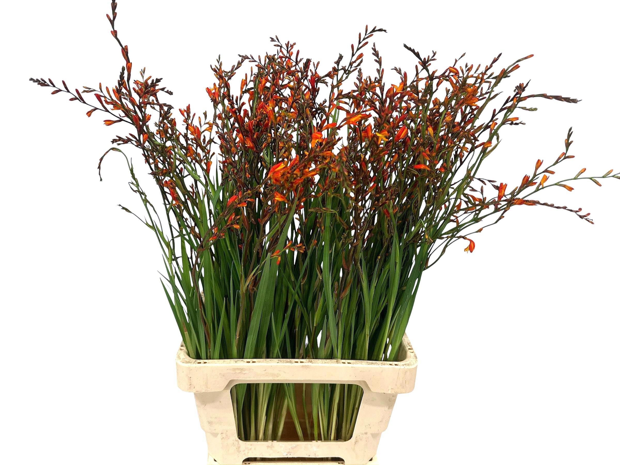 Crocosmia Lucifer 80cm