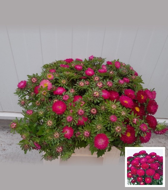 Callistephus Mixed Per Bunch 45cm