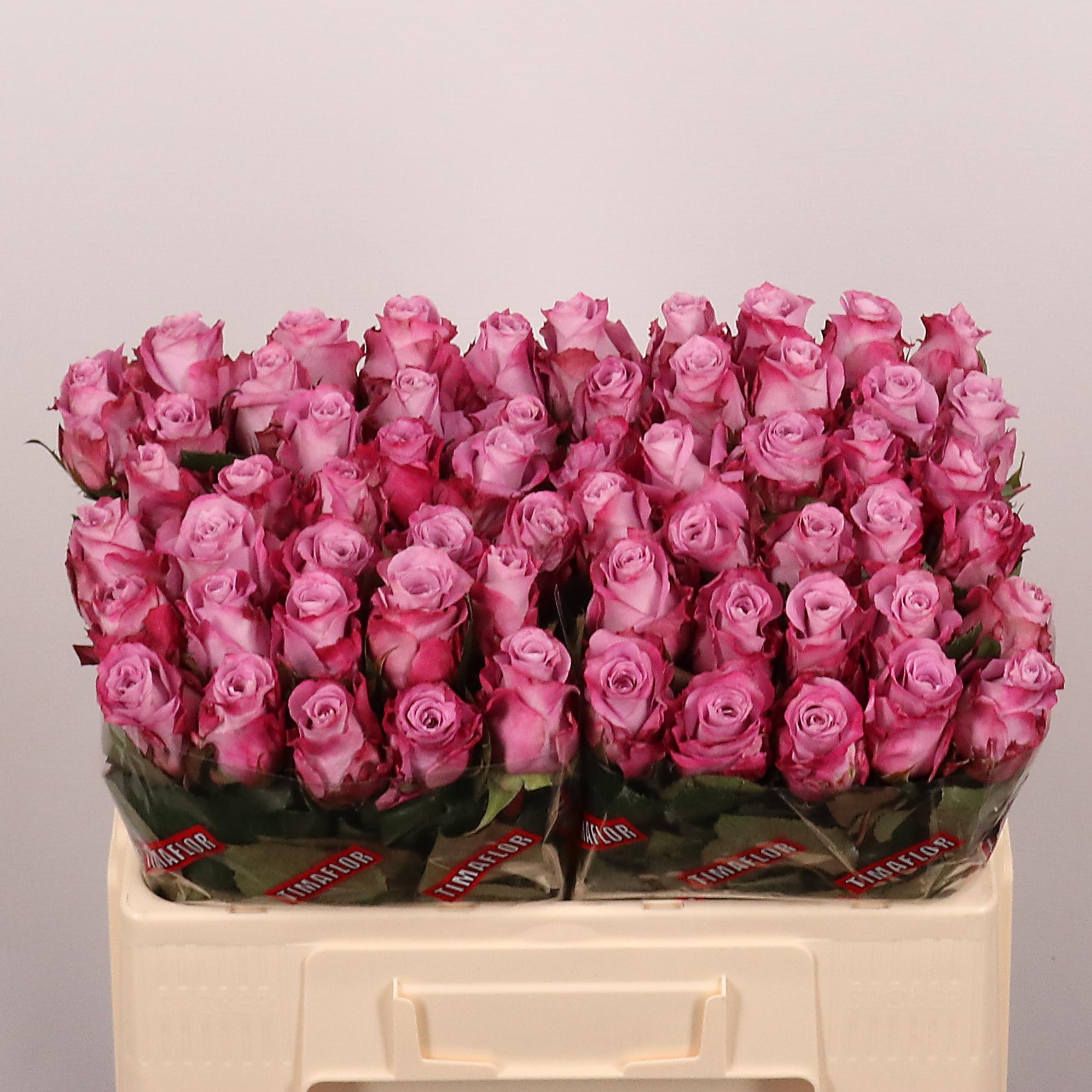 Rosa Maritim 50cm
