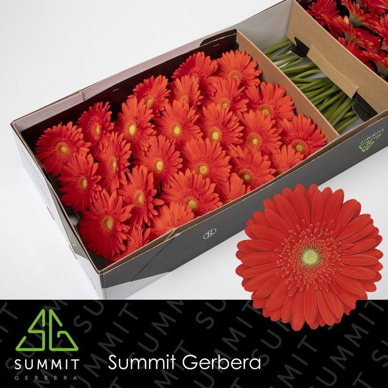 Ge Gr Red Explosion 45L.cm