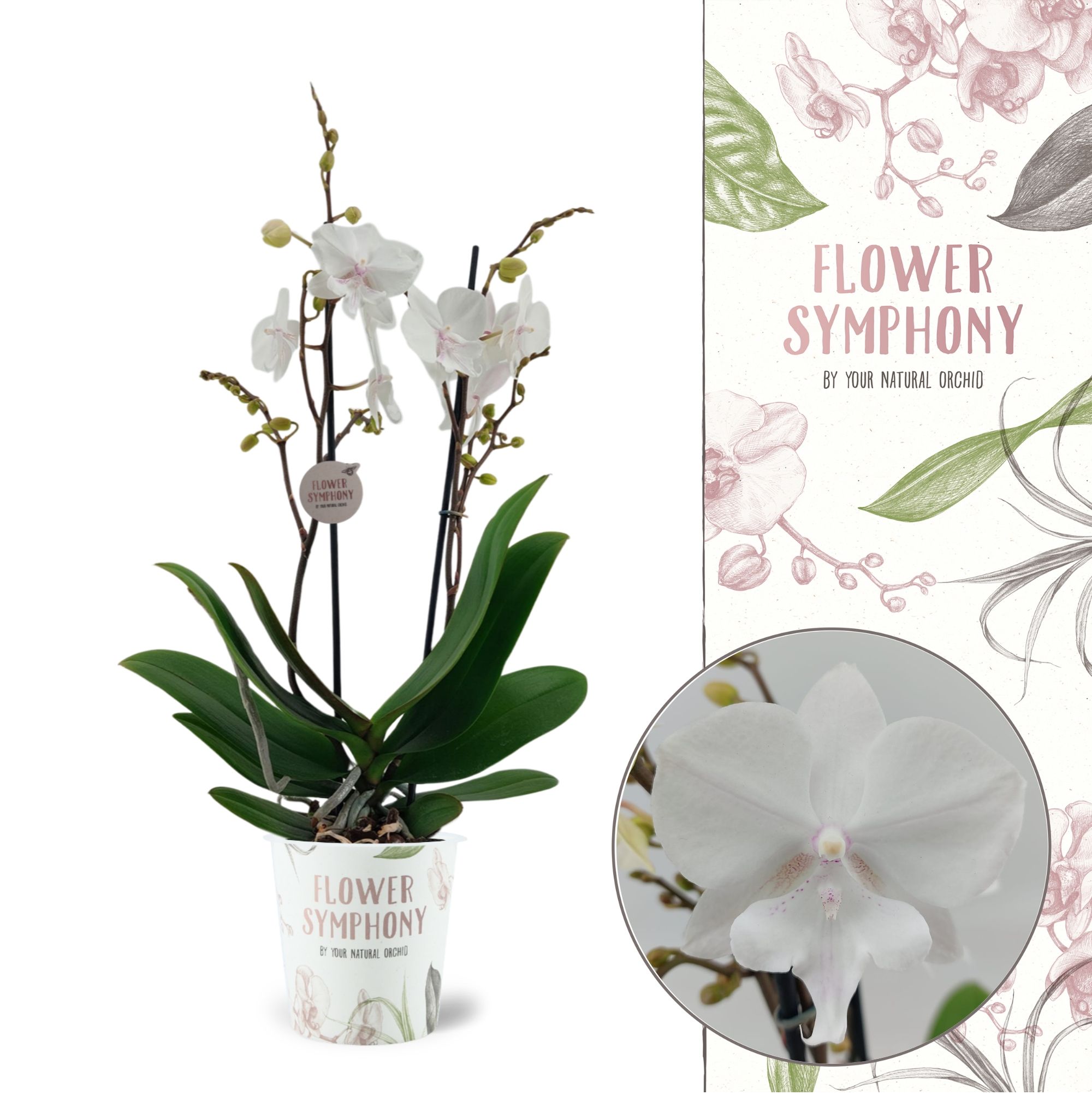 Flower Symphony | Manta Similan | Phalaenopsis 2 S