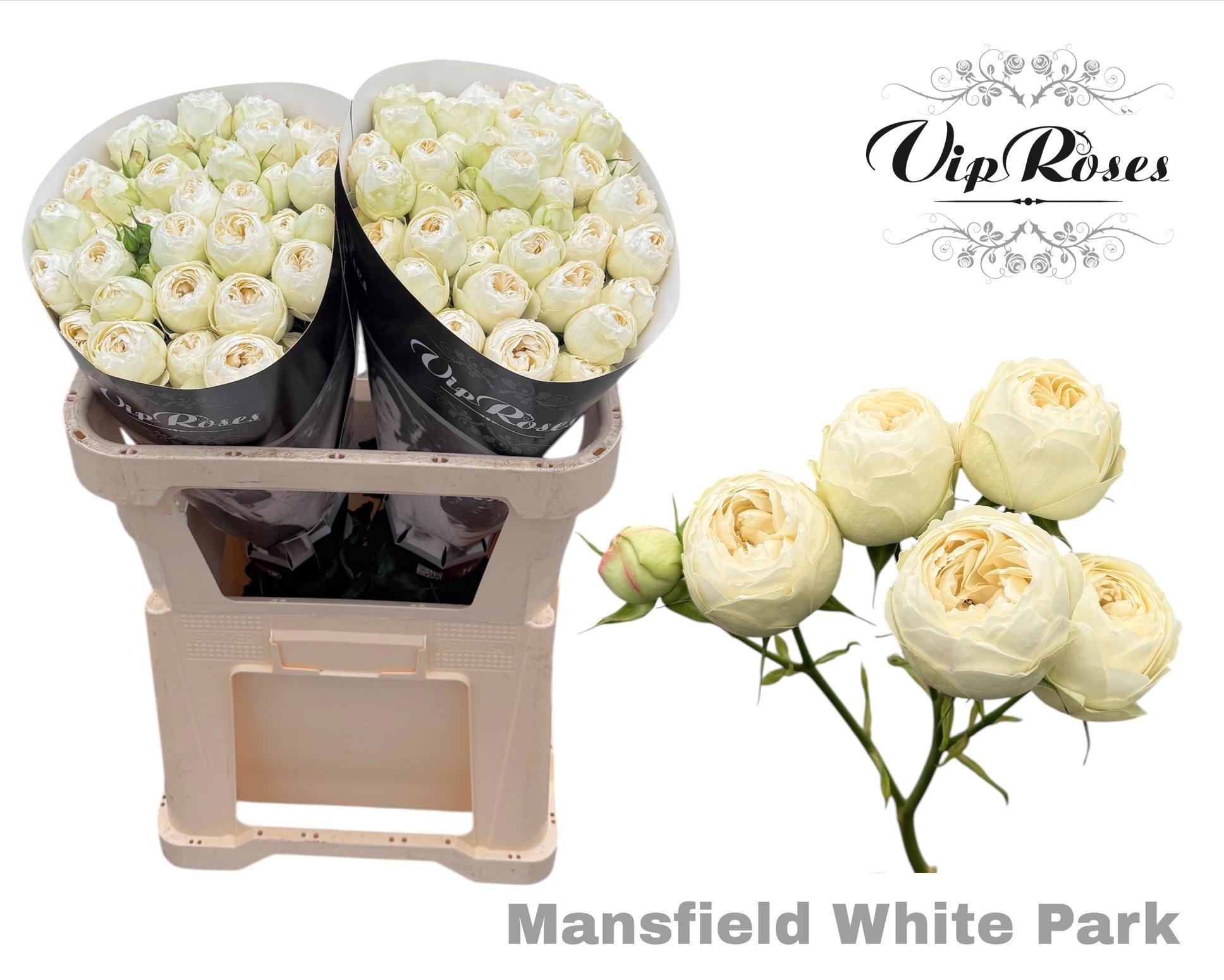 R Tr Mansfi White Pa