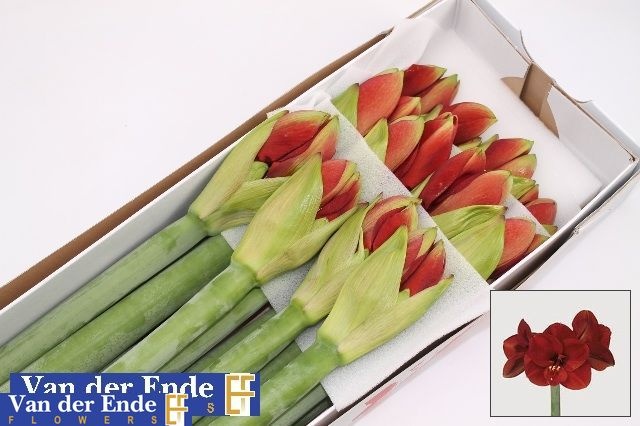 Hippeastrum Ferrari 4bl