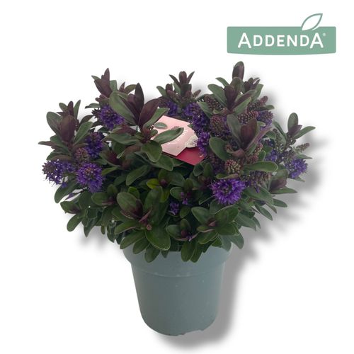 Hebe Addenda® Vinoa Purple P15 Hopm
