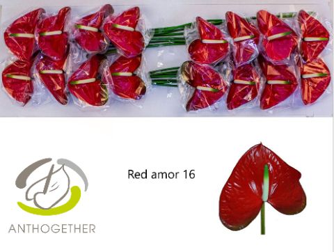 Anthurium Red Amor 11Ø