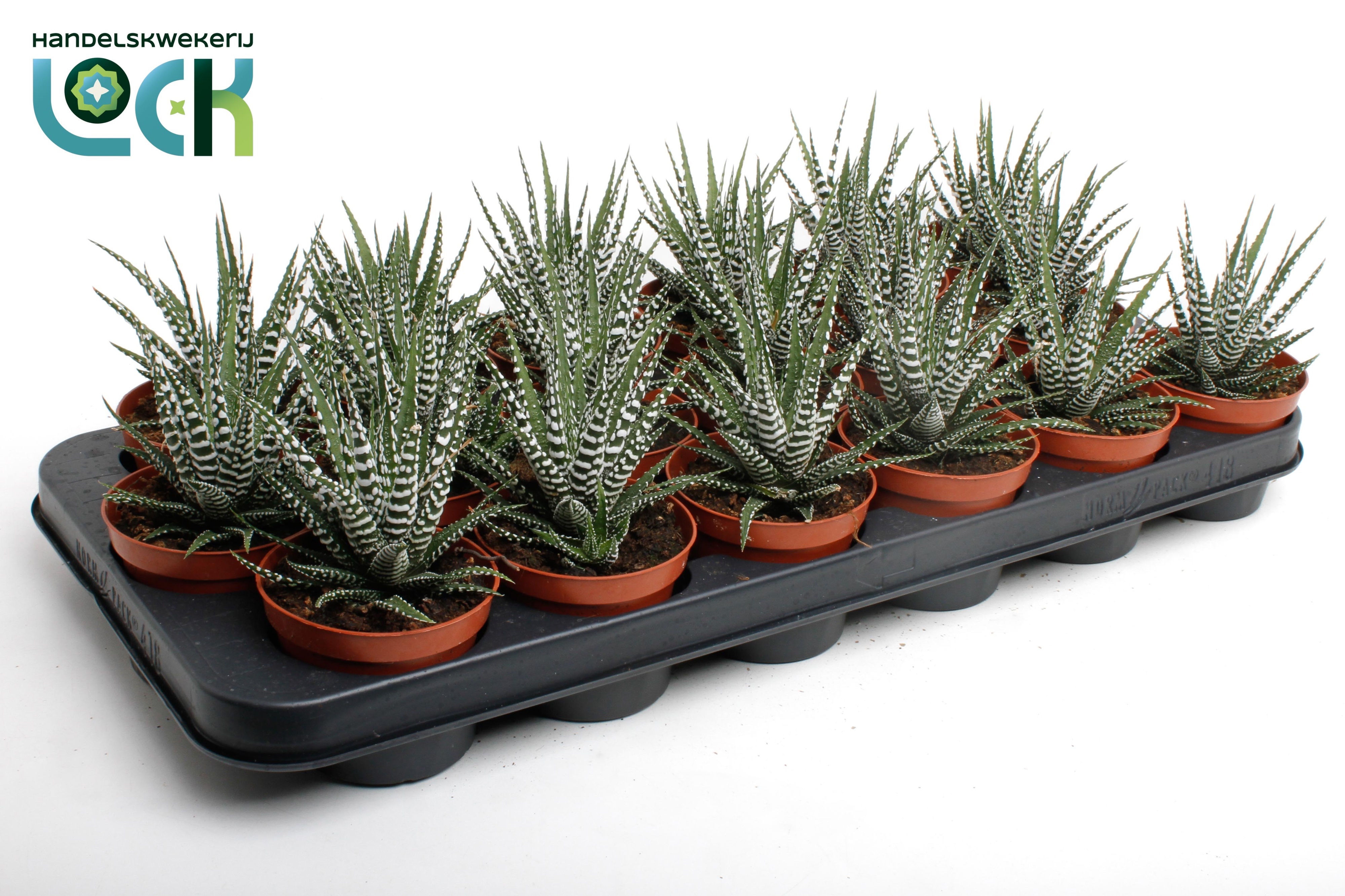 Haworthia Big Band