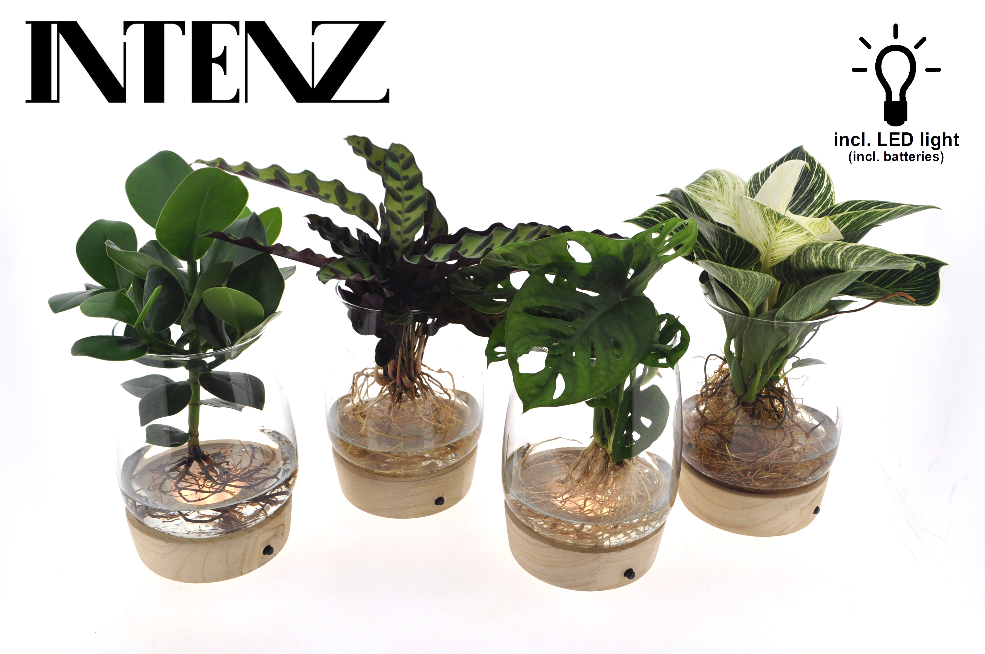 Picture of Hydroponic Intenz varieties in Kingston glass + LED P12 30CM