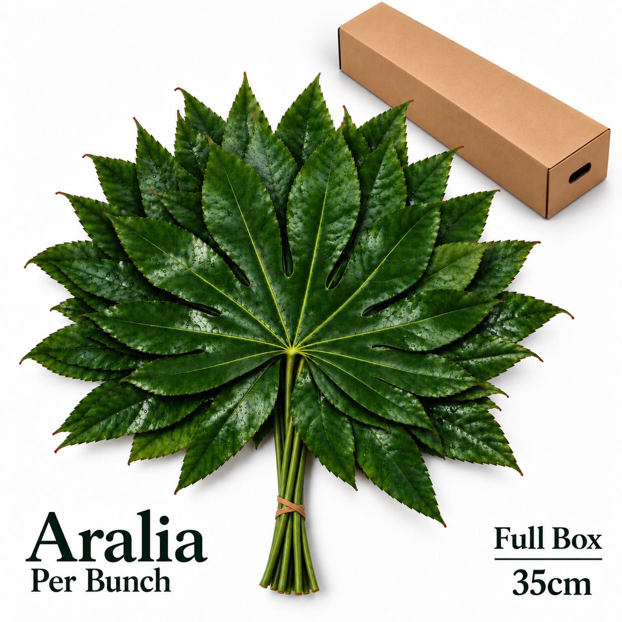 Fatsia Japonica Bs 35L.cm