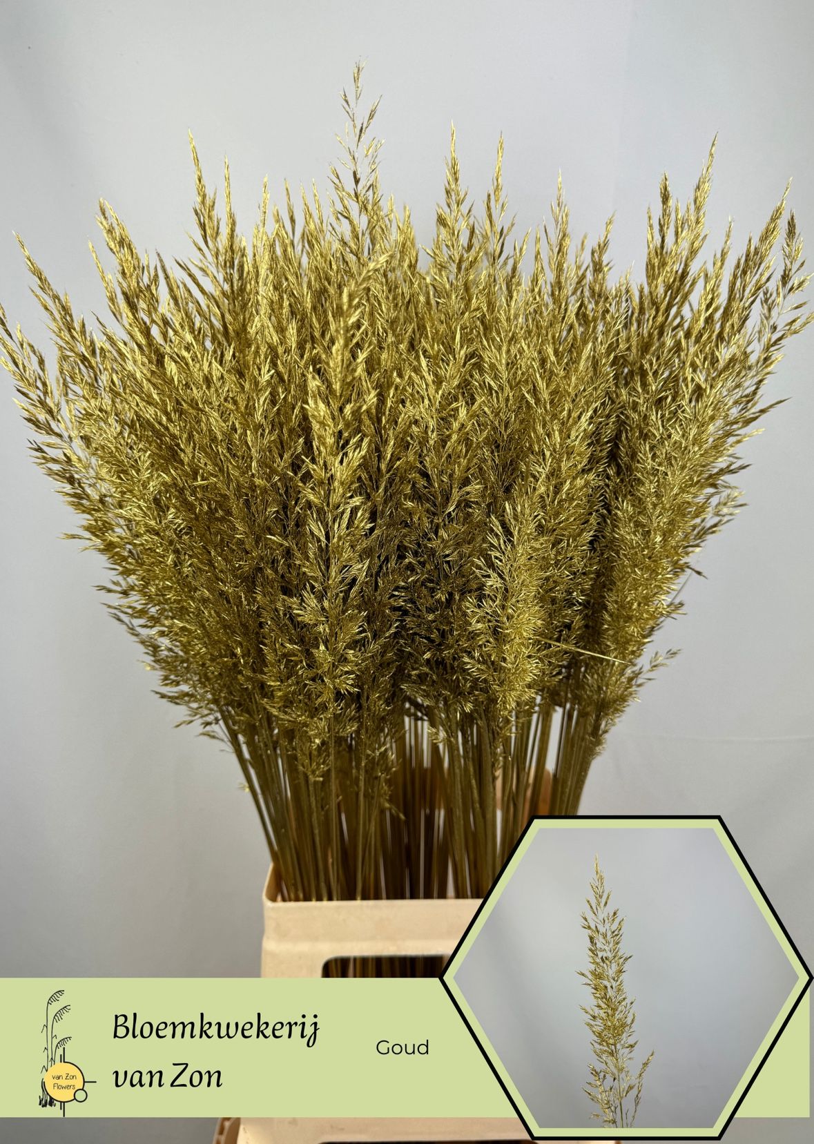 Ornamental Grass Painted (PANICUM)
