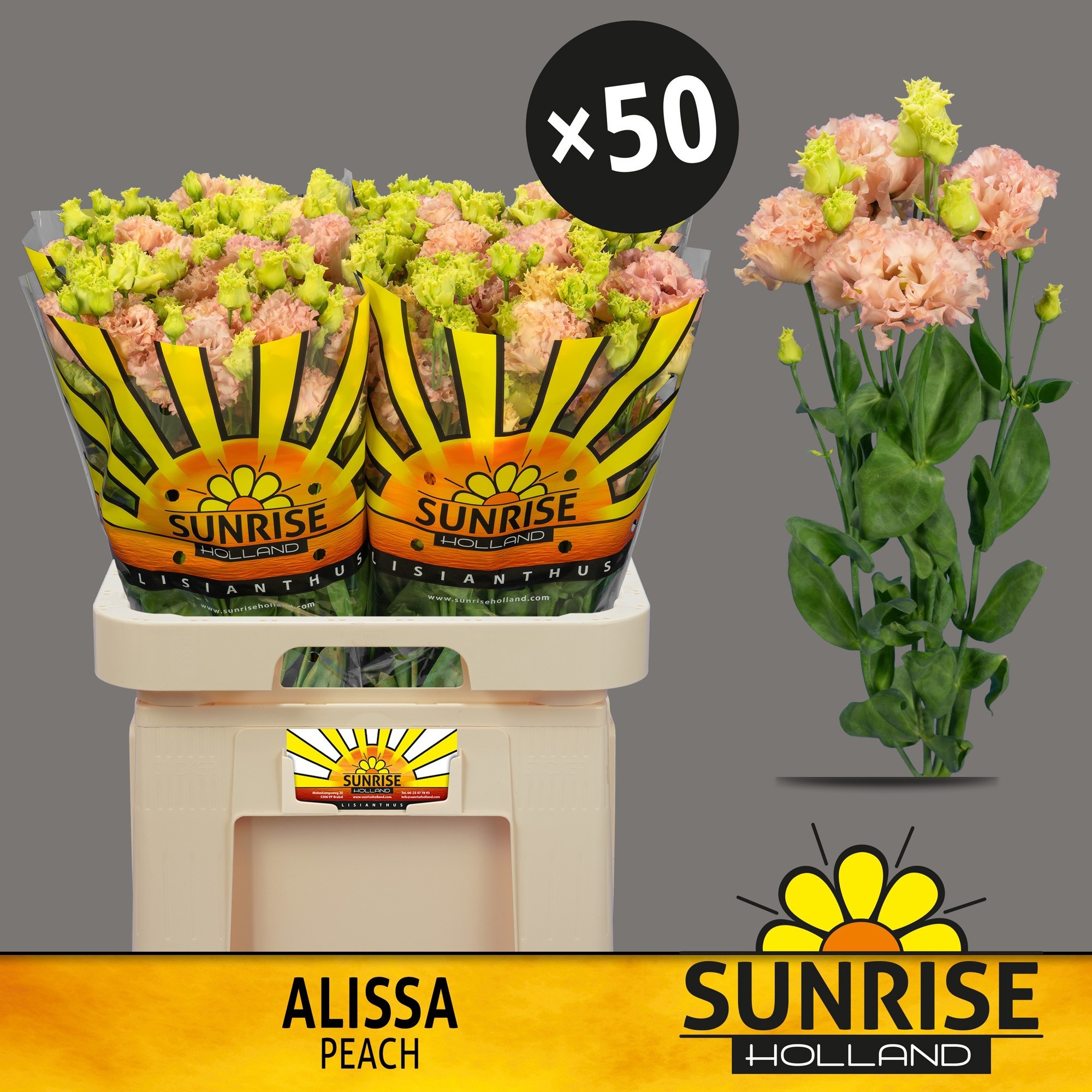 Eus G Alissa Peach