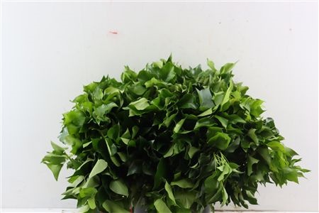Hedera Leaves 50cm