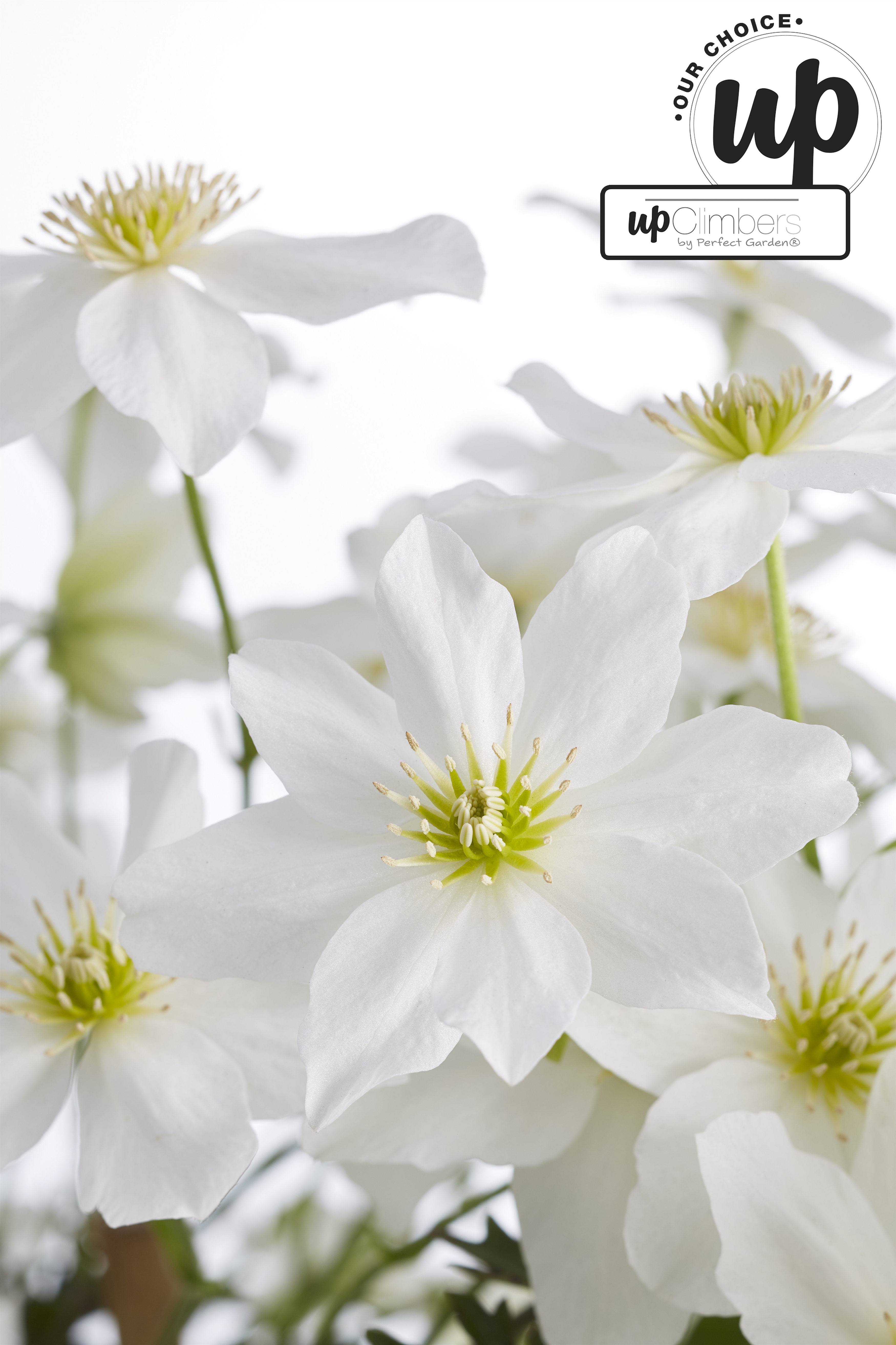 Picture of Clematis Avalanche Our Choice P23