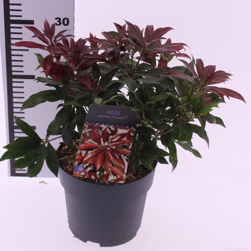 Picture of Pieris jap. 'Katsura'