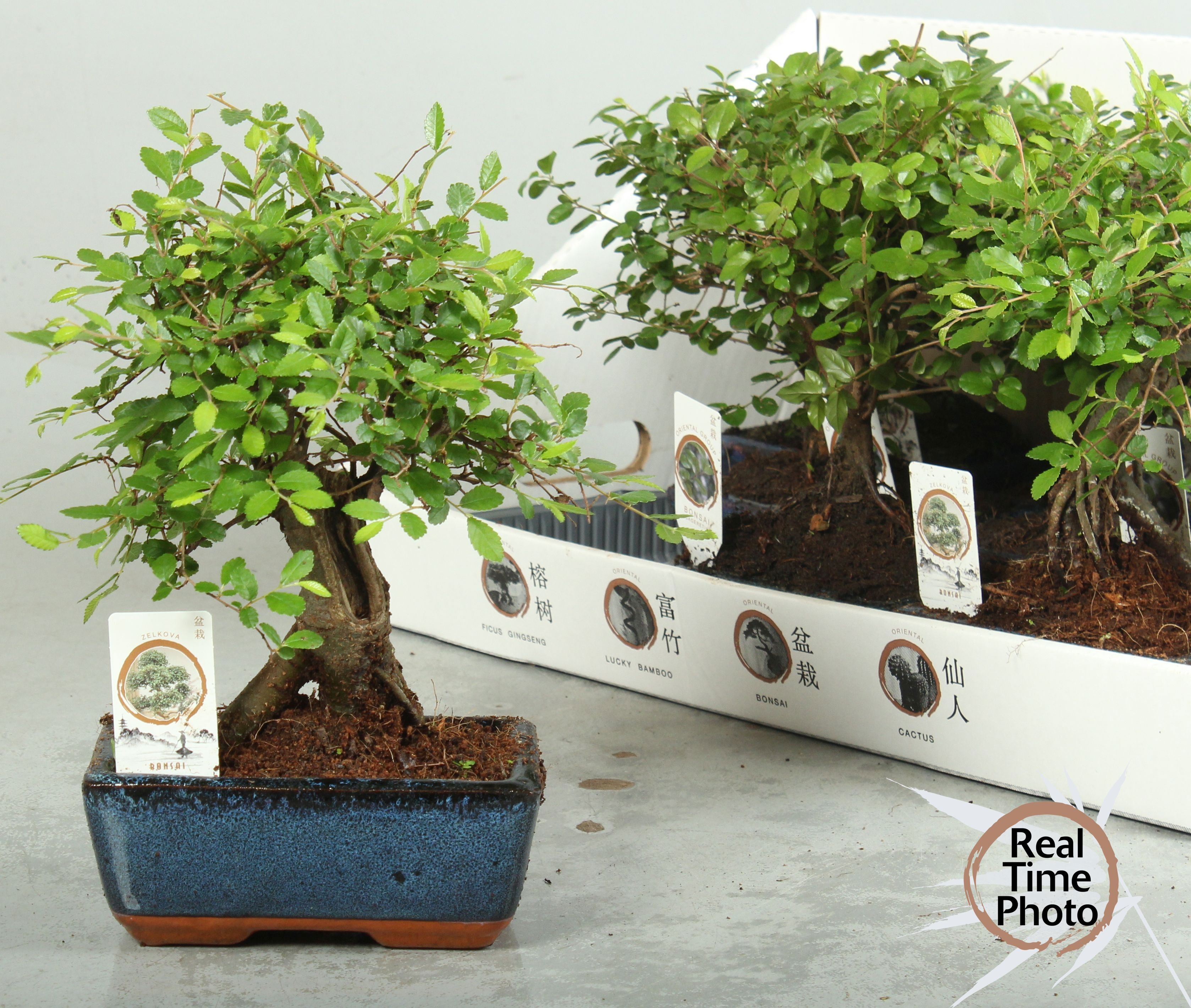 Bonsai Gem 15P 20H