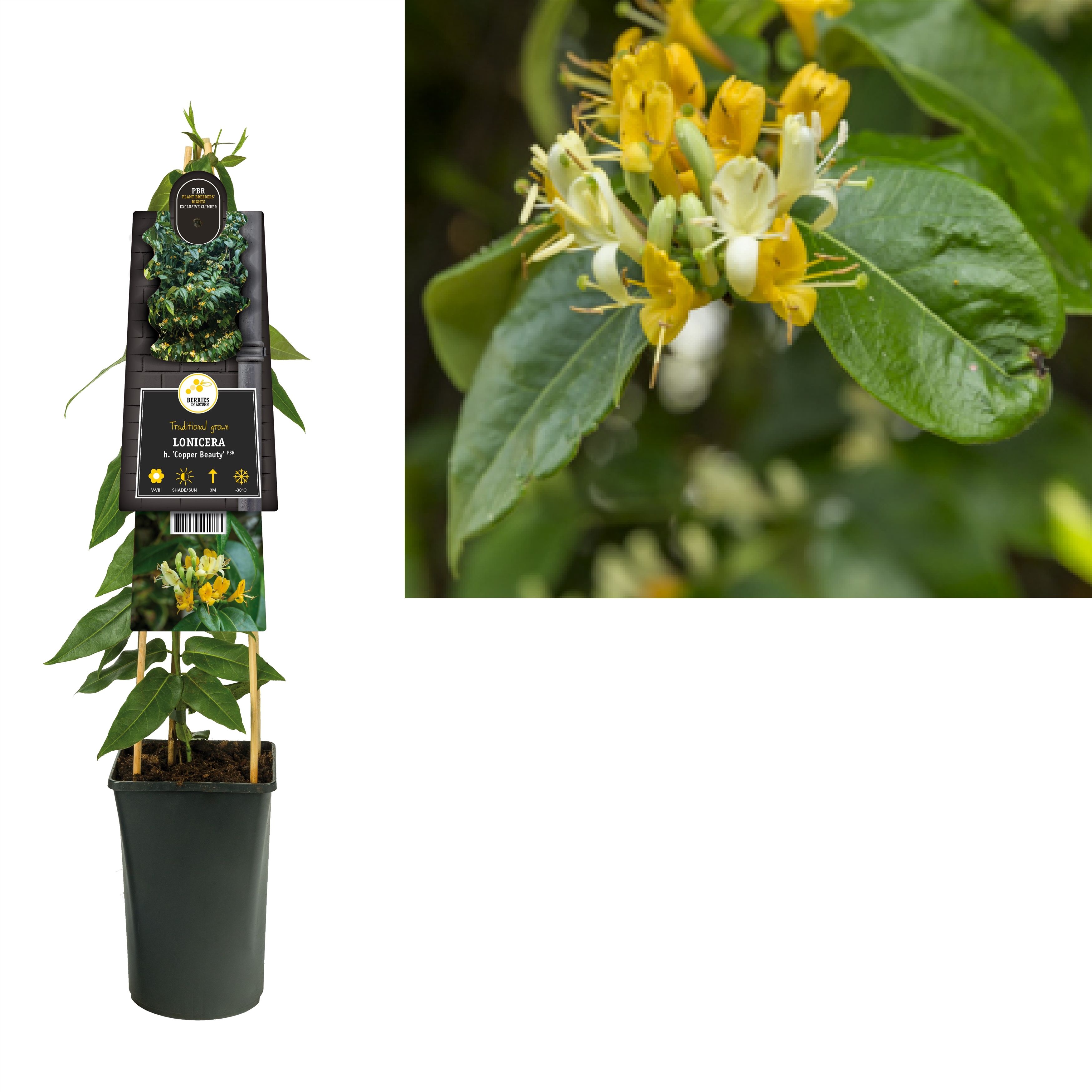 household plant bug spray Wholesale Partner: Urban Gardener - Super Growth Elixir - Total Plant Health Spray