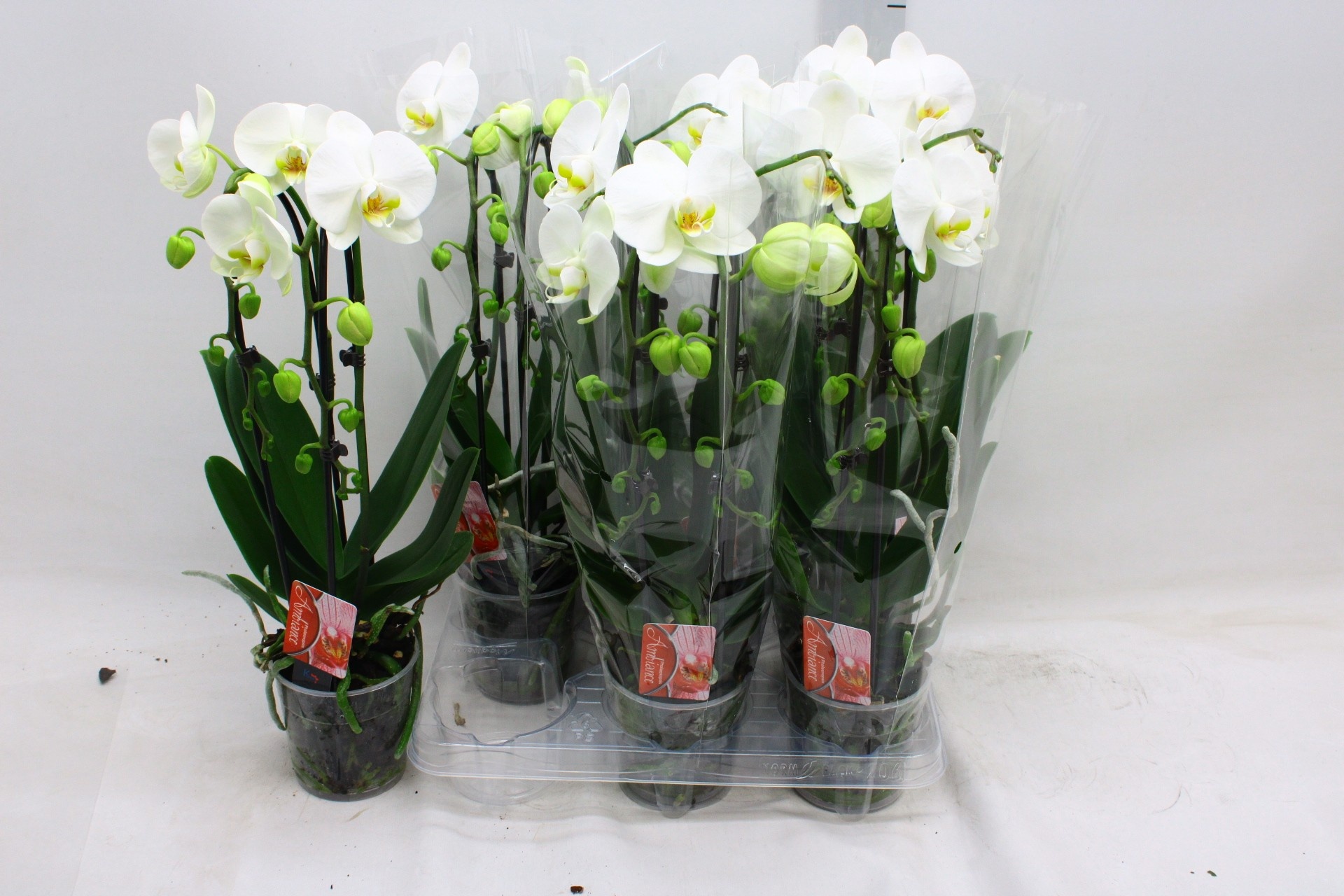 Phal El Cascade 12P 45H 2TAK 16bloem 12bloei