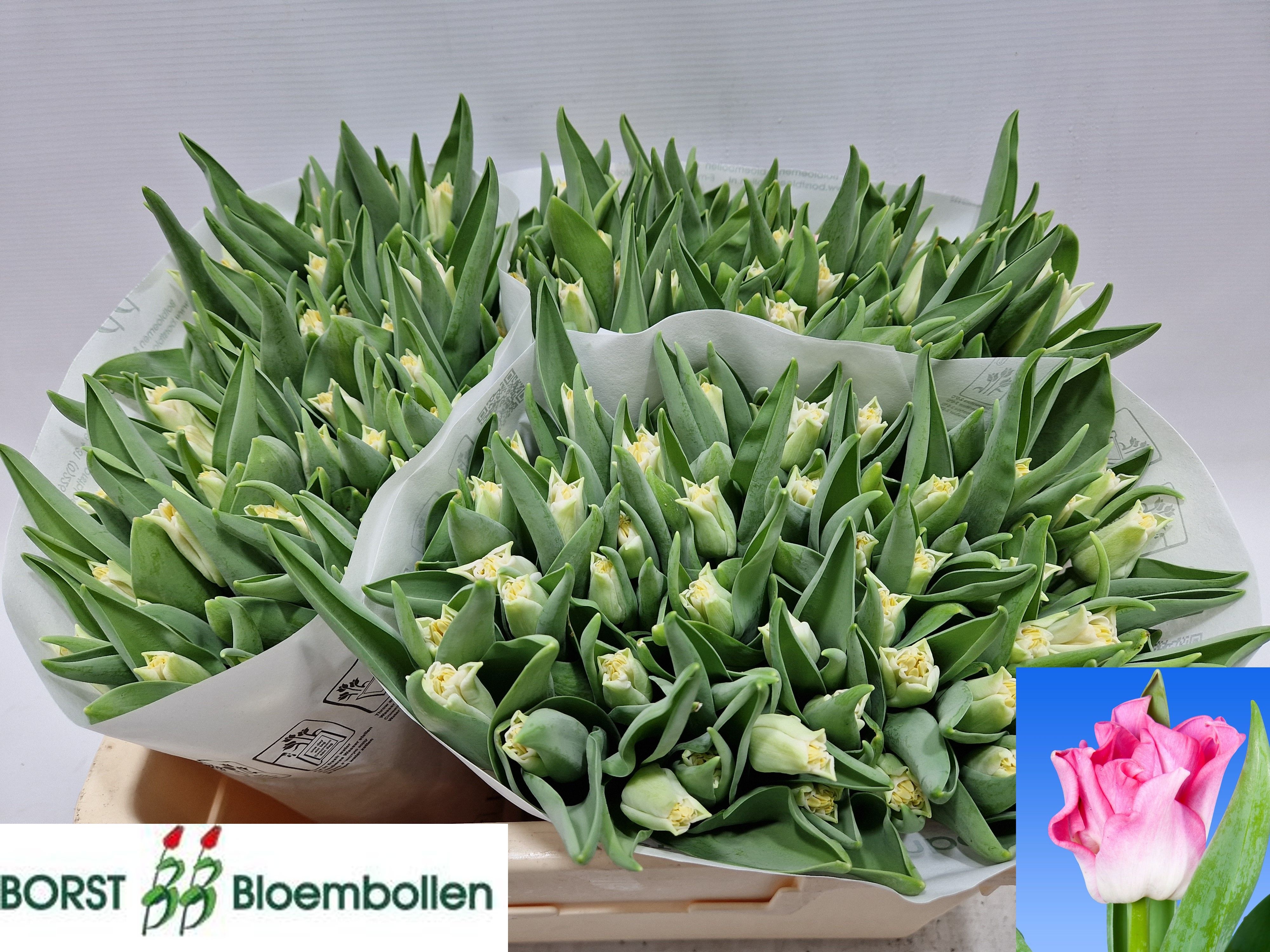 Tulipa Lily Crown Dynasty 34cm 30gram