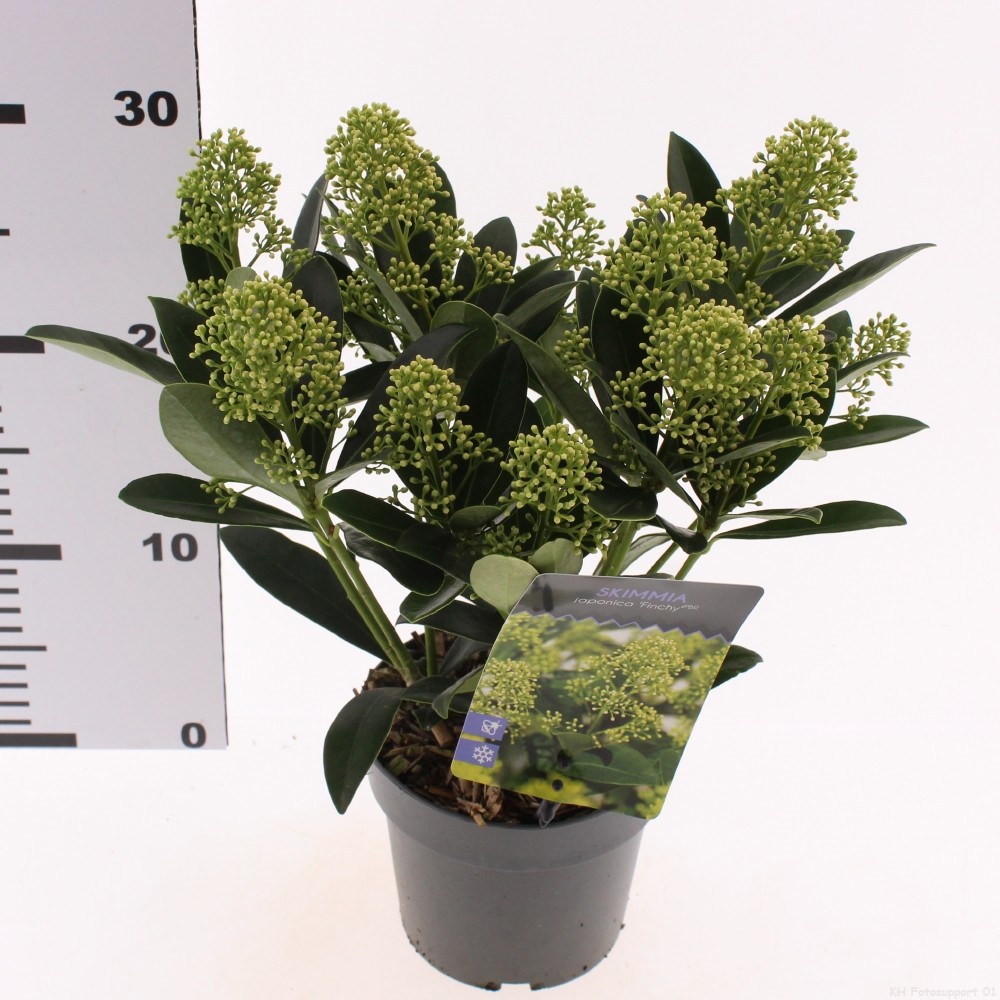 Skimmia jap. 'Finchy'