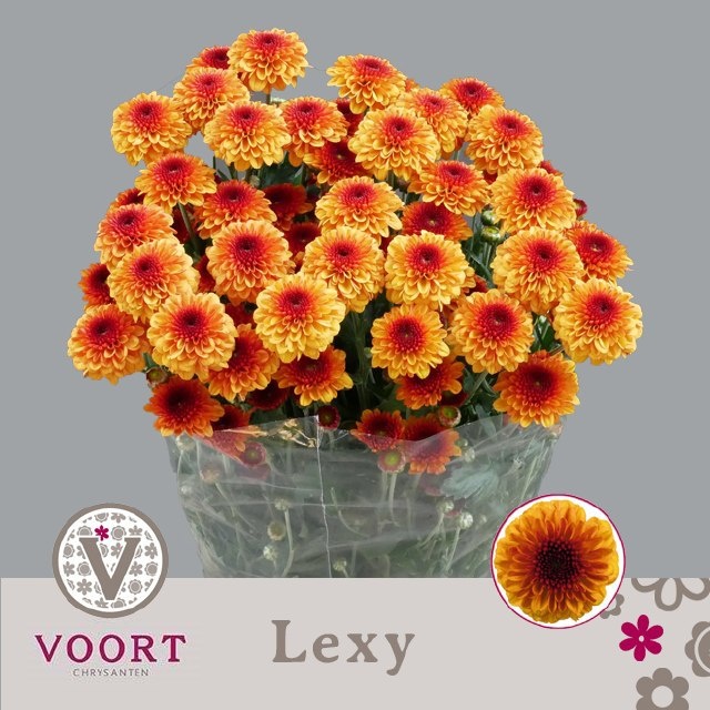 Chrysant T Lexy 80gram