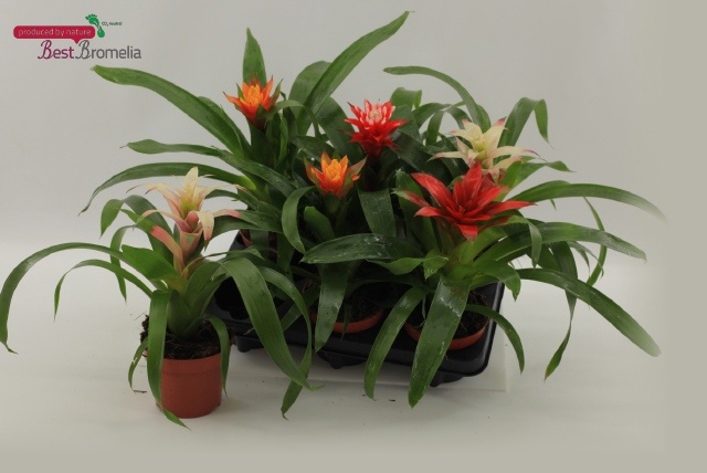 Bromelia Gem 12P 25H