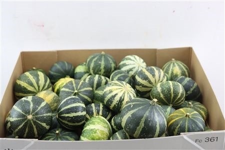 Cucurbita Pepo