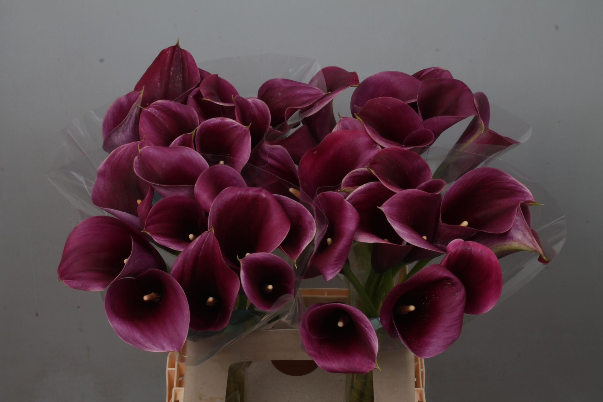 Calla Capt Promise 60cm