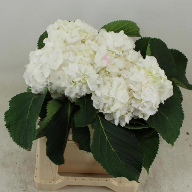 Hydrangea White Verena 40cm 14Ø