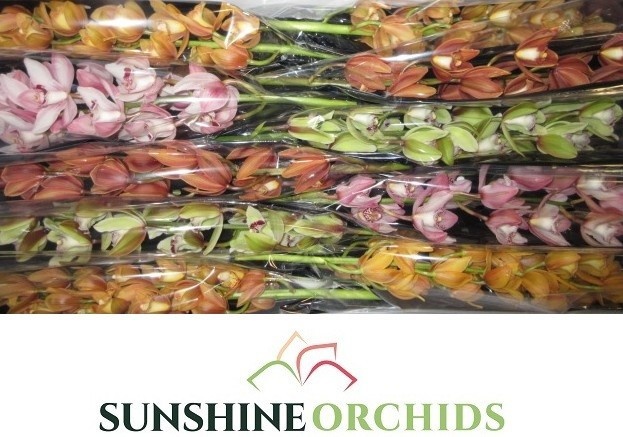 Cymbidium Asst Mini 60cm