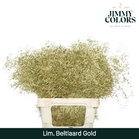 Lim Bel L70 Metallic Gold
