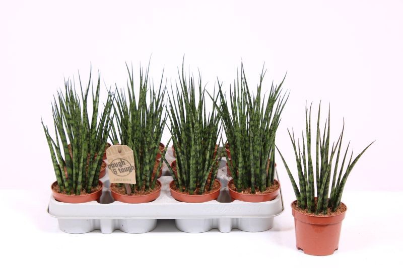 Sansevieria 'Fernwood' Mikado