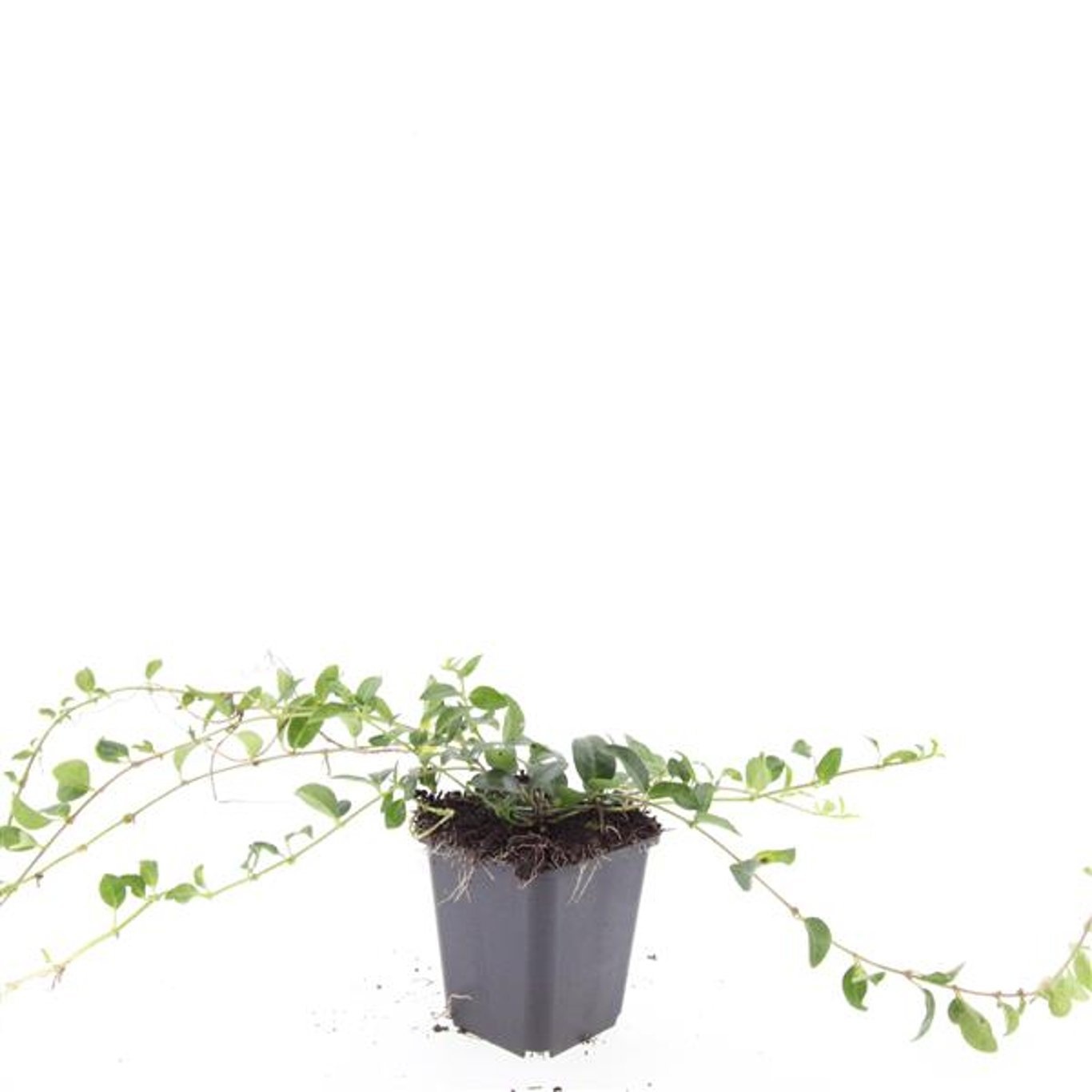 Vinca minor