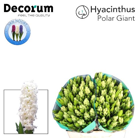 Hyacinthus Polar Giant