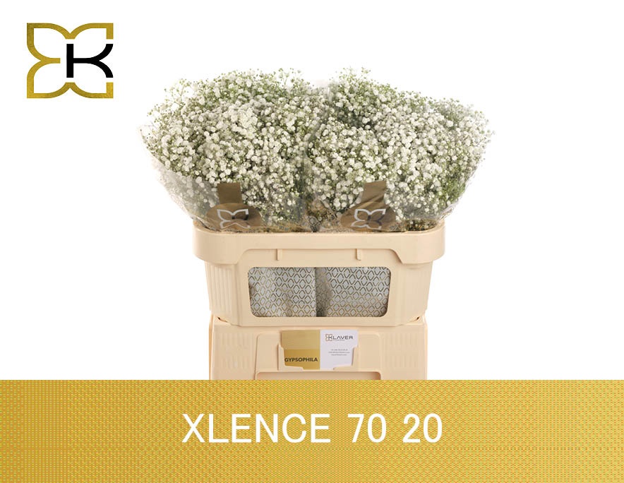 Gyps Pa Xlence