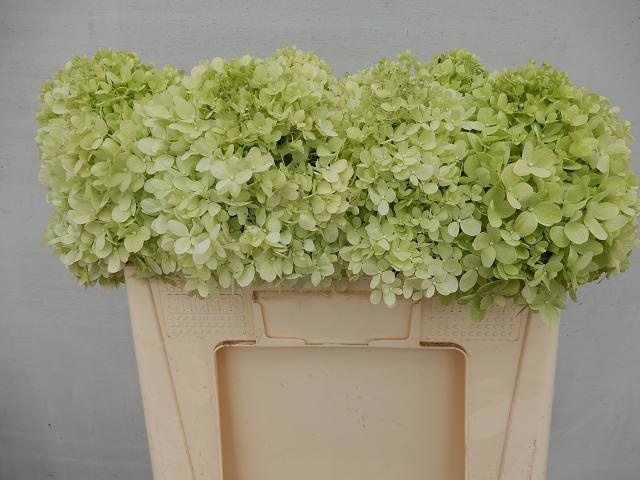 Hydr Pa Limelight